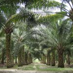 Плантация масличных пальм