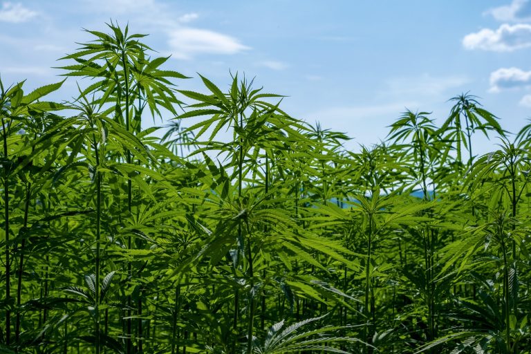 В России разрешили выращивать наркосодержащие растения для производства ЛП