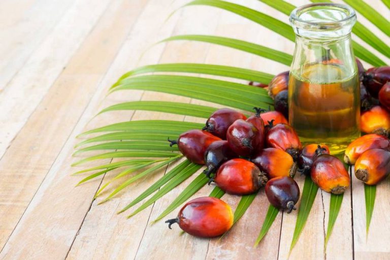 Пальмовое масло самое потребляемое растительное масло в мире