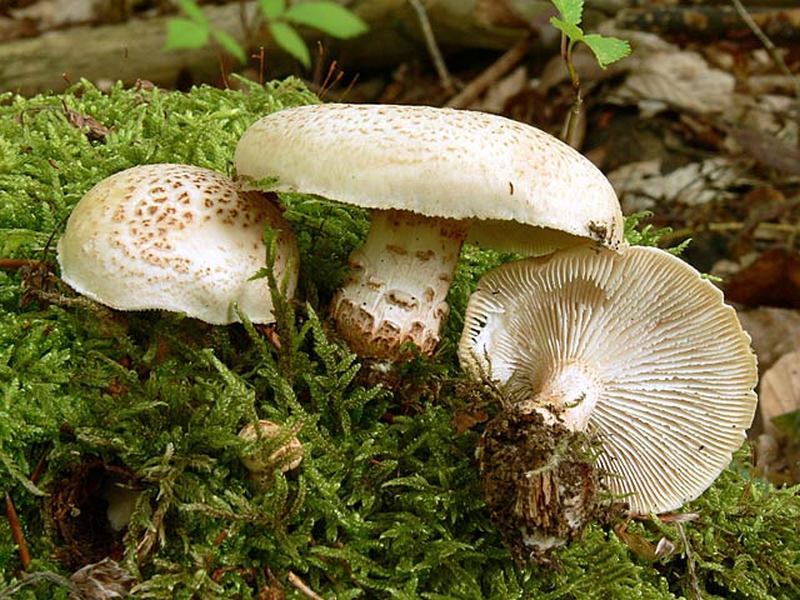 Разновидности грибов