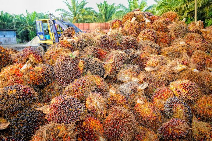 Сбор плодов для пальмового масла