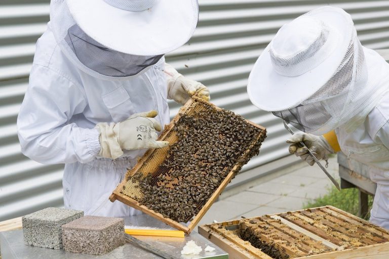 Проект «О пчеловодстве в РФ» направлен на обеспечение качества продуктов пчеловодства