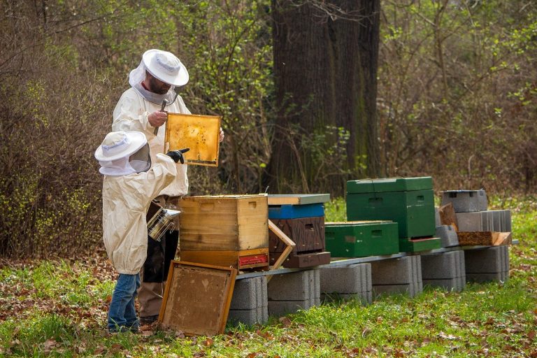 Новый закон затрагивает вопросы создания объектов пчеловодческой инфраструктуры