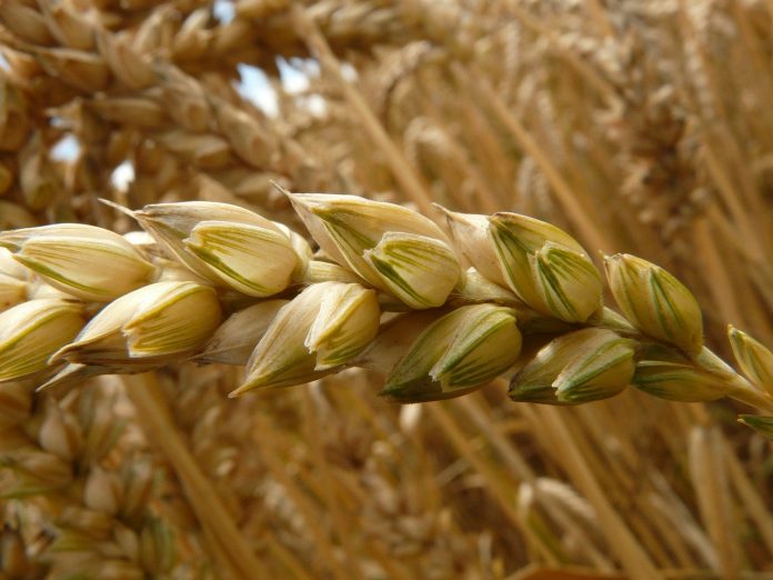Переработка пшеницы