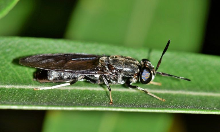 Экстракт из личинок южноамериканской мухи уничтожает патогенные бактерии