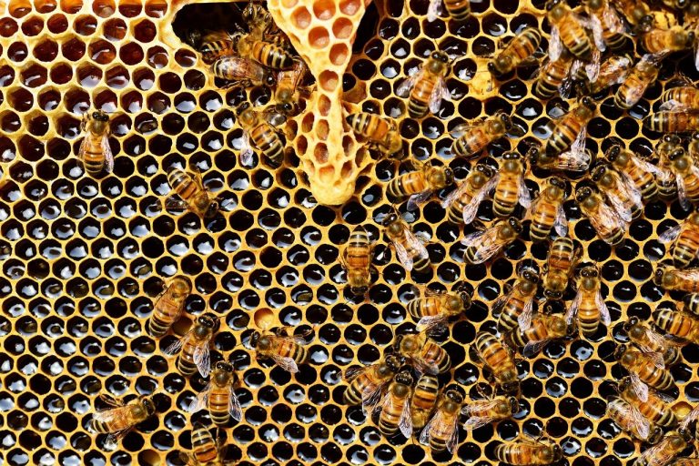 Внесет ли Госдума в закон понятия «мёд» и «медовый продукт»?