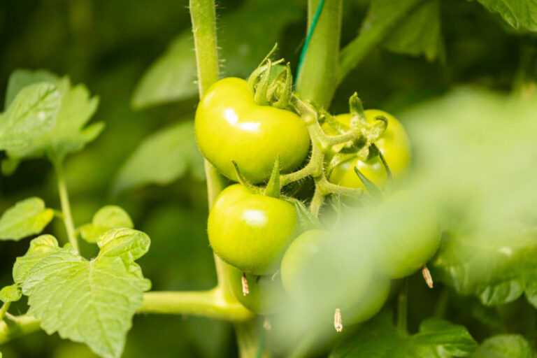 ГМО–томаты могут стать новым источником витамина D